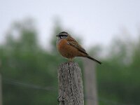 Emberiza cia 3, Grijze gors, Saxifraga-Henk Sierdsema