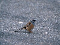 Emberiza cia 5, Grijze gors, Saxifraga-Jan van der Straaten