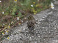 Emberiza cineracea 2, Smyrnagors, Saxifraga-Luc Hoogenstein