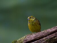 Geelgors  Geelgors bij vogelhut Garderen : Emberiza citrinella