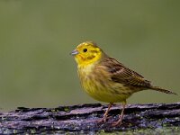 Geelgors  Geelgors bij vogelhut Garderen : Emberiza citrinella