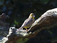 Emberiza citrinella 19, Geelgors, Saxifraga-Jan Nijendijk