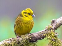 Yellowhammer on mossy branch  Yellowhammer (Emberiza citrinella) on mossy branch. this bird is partially migratory, with much of the population wintering further south. : Avian, Emberiza, Netherlands, animal, april, background, beautiful, bird, branch, bunting, citrinella, common, delight, enjoyment, europe, fauna, forest, fun, garden, gardening, geelgors, grass, green, guest, habitat, happiness, happy, joy, life, male, may, meadow, natural, nature, ornithology, outdoor, park, pleasure, singing, sitting, spring, summer, terrace, tree, uk, wild, wildlife, wood, yellow, yellowhammer