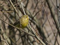 Emberiza citrinella 25, Geelgors, Saxifraga-Mark Zekhuis