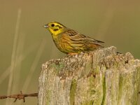 Emberiza citrinella 3, Geelgors, Saxifraga-Mark Zekhuis