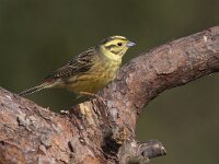 Emberiza citrinella 32, Geelgors, Saxifraga-Mark Zekhuis