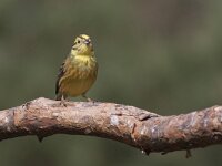 Emberiza citrinella 38, Geelgors, Saxifraga-Mark Zekhuis