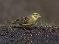 Emberiza citrinella 39, Geelgors, Saxifraga-Mark Zekhuis