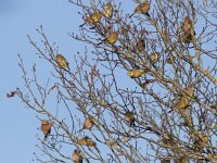 Emberiza citrinella 41, Geelgors, Saxifraga-Mark Zekhuis
