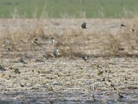 Emberiza citrinella 42, Geelgors, Saxifraga-Mark Zekhuis