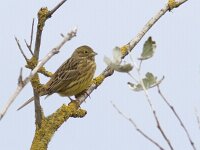 Emberiza citrinella 43, Geelgors, Saxifraga-Mark Zekhuis