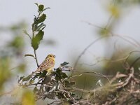 Emberiza citrinella 48, Geelgors, Saxifraga-Mark Zekhuis