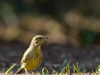 Geelgors  Geelgors bij vogelhut Garderen : Emberiza citrinella