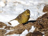 Emberiza citrinella 54, Geelgors, Saxifrag-Henk Baptist