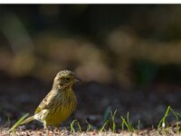 Geelgors  Geelgors bij vogelhut Garderen : Emberiza citrinella