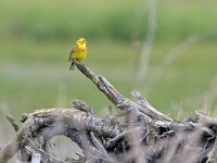 Emberiza citrinella 70, Geelgors, Saxifraga-Tom Heijnen