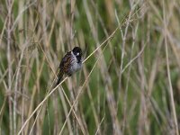Emberiza schoeniclus 10, Rietgors Saxifraga-Jan Nijendijk