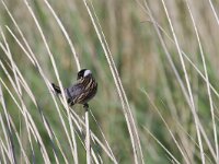 Emberiza schoeniclus 12, Rietgors, Saxifraga-Jan Nijendijk