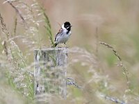 Emberiza schoeniclus 139, Rietgors, Saxifraga-Tom Heijnen