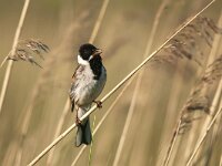 Emberiza schoeniclus 14, Rietgors, Saxifraga-Luuk Vermeer