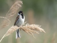 Emberiza schoeniclus 15, Rietgors, Saxifraga-Luuk Vermeer