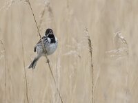 Emberiza schoeniclus 18, Rietgors, Saxifraga-Luuk Vermeer