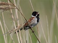 Emberiza schoeniclus 2, Rietgors, male, Saxifraga-Piet Munsterman