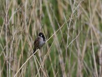 Emberiza schoeniclus 21, Rietgors, Saxifraga-Jan Nijendijk