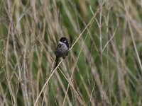 Emberiza schoeniclus 22, Rietgors, Saxifraga-Jan Nijendijk