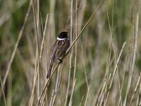 Emberiza schoeniclus 23, Rietgors, Saxifraga-Jan Nijendijk