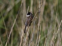 Emberiza schoeniclus 24, Rietgors, Saxifraga-Jan Nijendijk