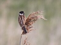 Emberiza schoeniclus 3, Rietgors, Saxifraga-Peter Meininger