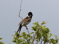 Emberiza schoeniclus 38, Rietgors, Saxifraga-Henk Baptist