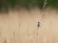 Emberiza schoeniclus 39, Rietgors, Saxifraga-Mark Zekhuis
