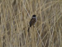 Emberiza schoeniclus 40, Rietgors, Saxifraga-Jan Nijendijk