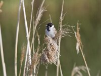 Emberiza schoeniclus 42, Rietgors, Saxifraga-Jan Nijendijk