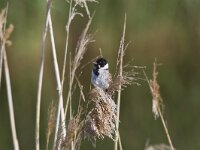 Emberiza schoeniclus 43, Rietgors, Saxifraga-Jan Nijendijk
