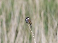 Emberiza schoeniclus 44, Rietgors, Saxifraga-Jan Nijendijk