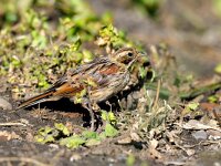 Emberiza schoeniclus 5, Rietgors, female, Saxifraga-Piet Munsterman