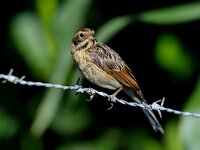 Emberiza schoeniclus 6, Rietgors, female, Saxifraga-Piet Munsterman