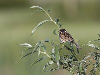 Emberiza schoeniclus 7, Rietgors, Saxifraga-Mark Zekhuis