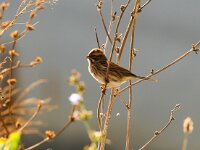 Emberiza schoeniclus 8, Rietgors, Saxifraga-Bart Vastenhouw