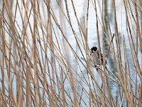 Emberiza schoeniclus 9, Rietgors, Saxifraga-Hans Dekker