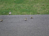 Eremophila alpestris 13, Strandleeuwerik, Saxifraga-Henk Sierdsema