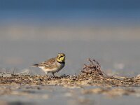 Eremophila alpestris 19, Strandleeuwerik, Saxifraga-Mark Zekhuis