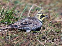 Eremophila alpestris 30, Strandleeuwerik, Saxifraga-Bart Vastenhouw