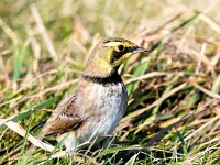Eremophila alpestris 6, Strandleeuwerik, Saxifraga-Bart Vastenhouw