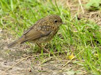Erithacus rubecula 157, Roodborst, juvenile, Saxifraga-Bart Heijne : 2024, Erithacus rubecula, Kekerdom, Millingerwaard, jong, juli, roodborst, vogel, zomer