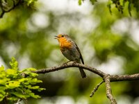 Erithacus rubecula 16, Roodborst, adult, Saxifraga-Theo Verstrael