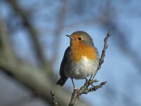 Erithacus rubecula 20, Roodborst, Saxifraga-Piet Munsterman